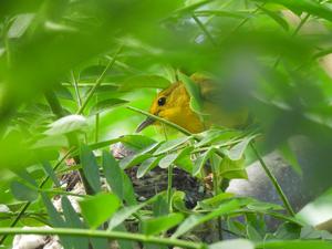 Fig. 2: Female Galápagos warbler feeding nestlings.