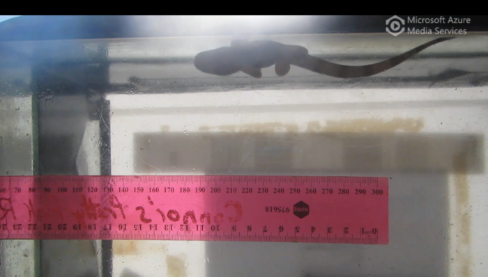"Walking" Sharks - Neonate and Juvenile Epaulette Sharks