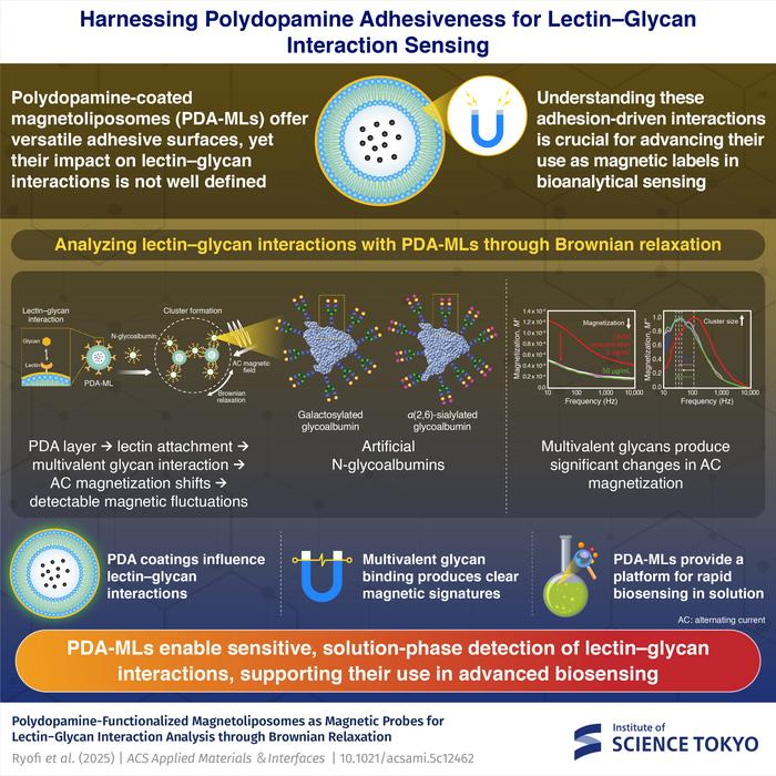Harnessing Polydopamine Adhesiveness for Lectin–Glycan Interaction Sensing