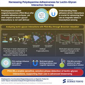 Harnessing Polydopamine Adhesiveness for Lectin–Glycan Interaction Sensing