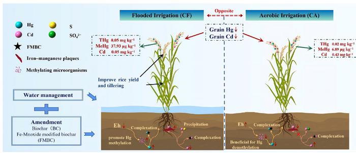 Synergistic effects of Fe–Mn modified biochar and water management on remediation of Cd and Hg co-contaminated soils