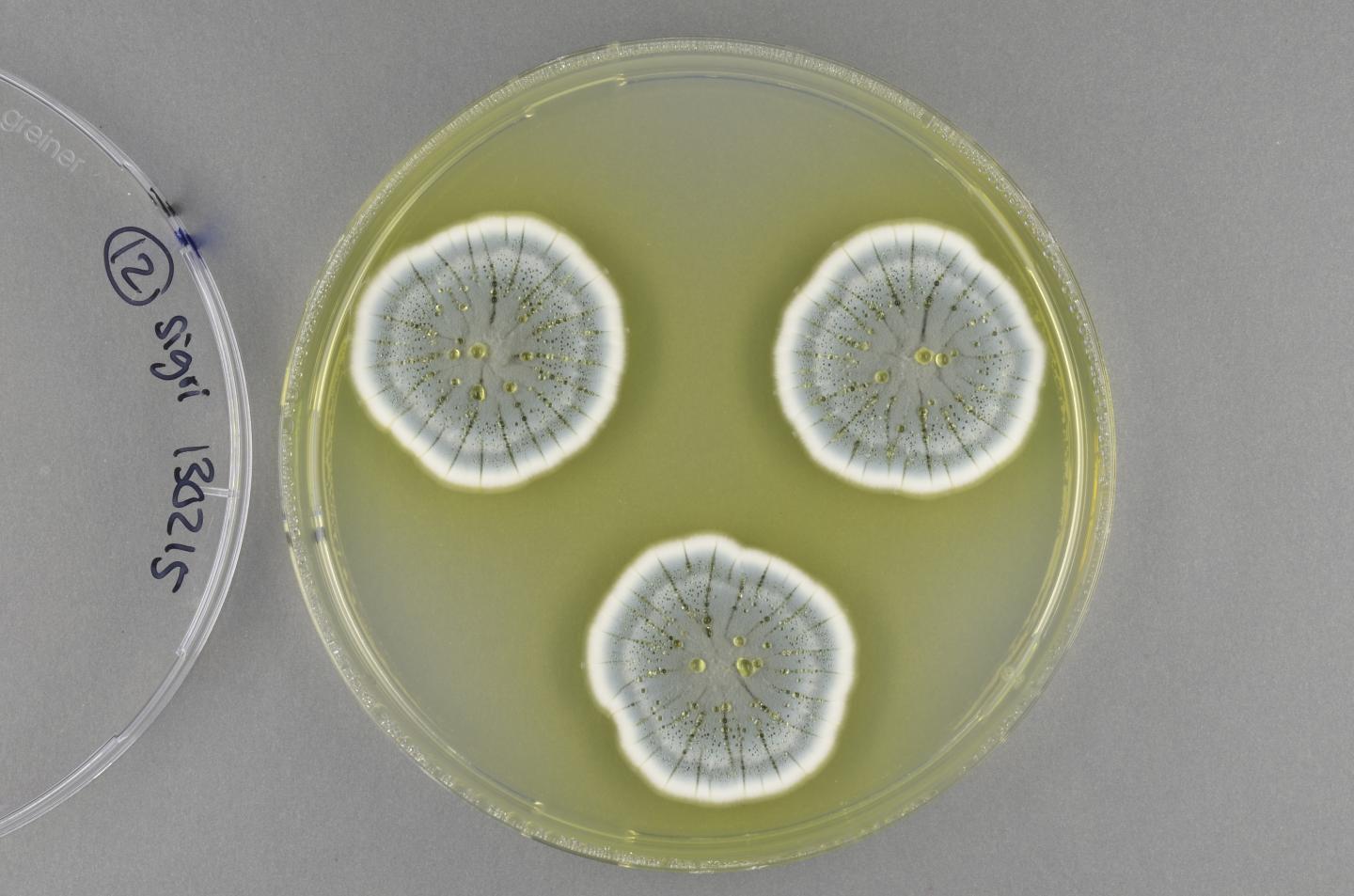 Colonies of <i>Penicillium</i> Fungi on an Agar Plate