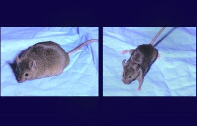 Mice