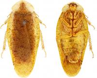 <i>Pseudophoraspis clavellata</i>