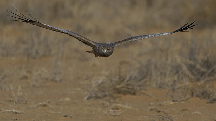 Australian spotted harrier