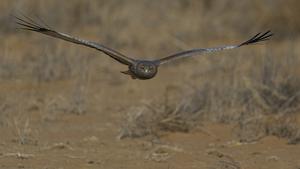 Australian spotted harrier
