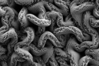 Nanotube Spaghetti