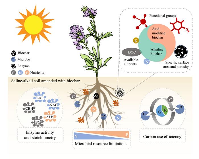 Microbial nutrient limitation and carbon use efficiency in saline-alkali soil amended with biochar: insights from ecoenzymatic C:N:P stoichiometry