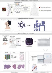 Interpretable Multi-Task Deep Learning Framework for Tumor Heterogeneity Analysis and Risk Prediction in HNSCC. T