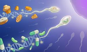 Fathers shape embryonic  development through molecular  ‘signatures’
