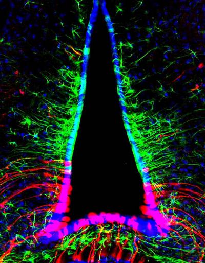 Tanycytes