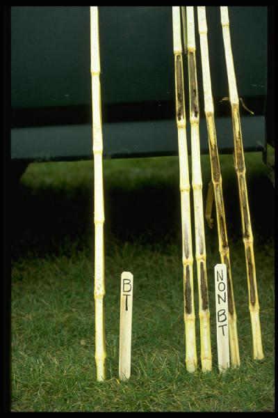 The Economics of GM Corn (5 of 6)