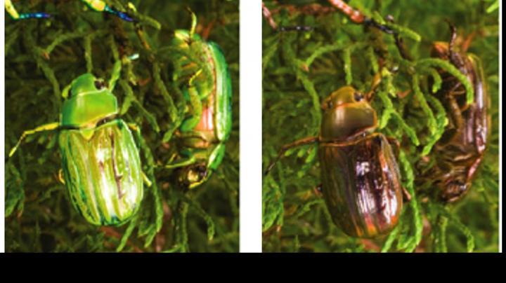 Chrysina Gloriosa