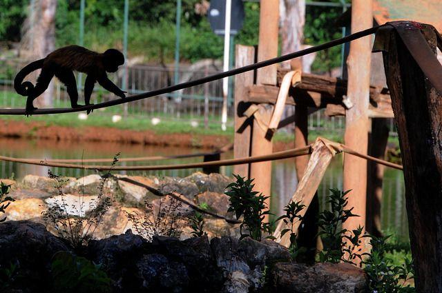 Rhesus Macaque