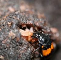 Burying Beetle Feeding her Young