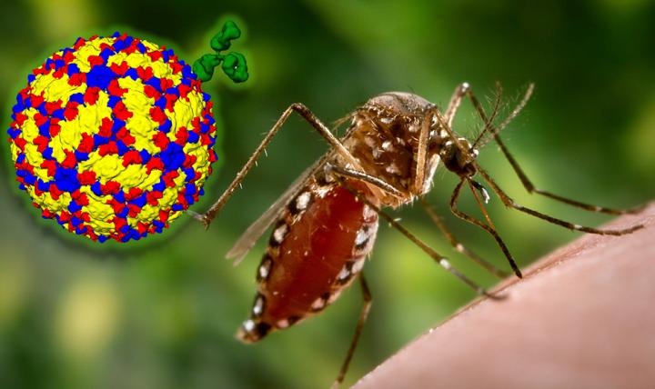 Dengue 'Achilles Heel' Insight Offers Hope for Better Vaccines