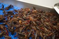 Live crawfish