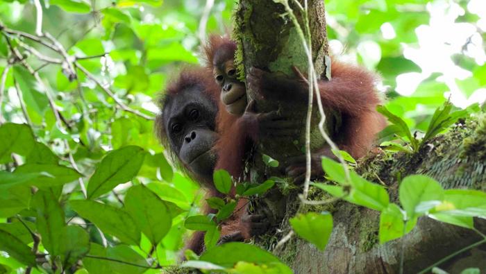 Mother and infant wild Bornean orangutans