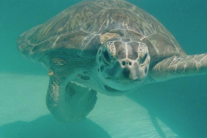 Fibropapillomatosis Tumors in Green Sea Turtle (After)