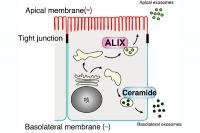 Distinct Cell-to-cell Communication Processes Controlled Differently
