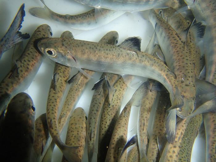 Juvenile salmon collected from stream