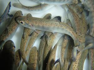 Juvenile salmon collected from stream