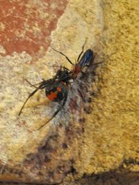 Wasp vs. Spider (2 of 2)