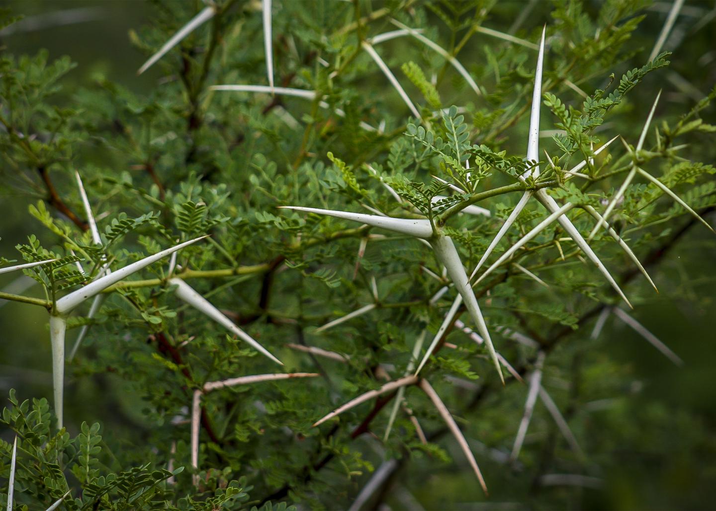 Thorns