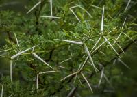 Thorns