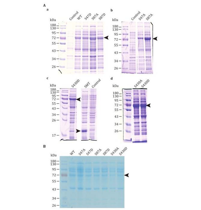 The yield of recombinant wild-type ATGL and mutants assessed by SDS-PAGE