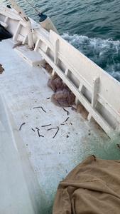 Jellyfish bycatch