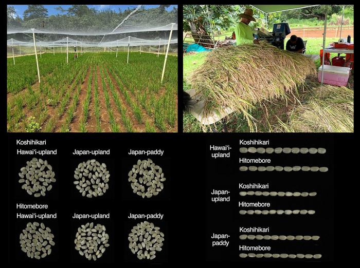 Upland Rice Cultivation and Grain Quality Comparison Between Hawaiʻi and Tokyo