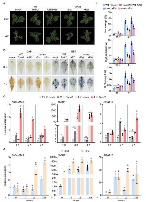 SlTOR negatively regulates cold stress responses.