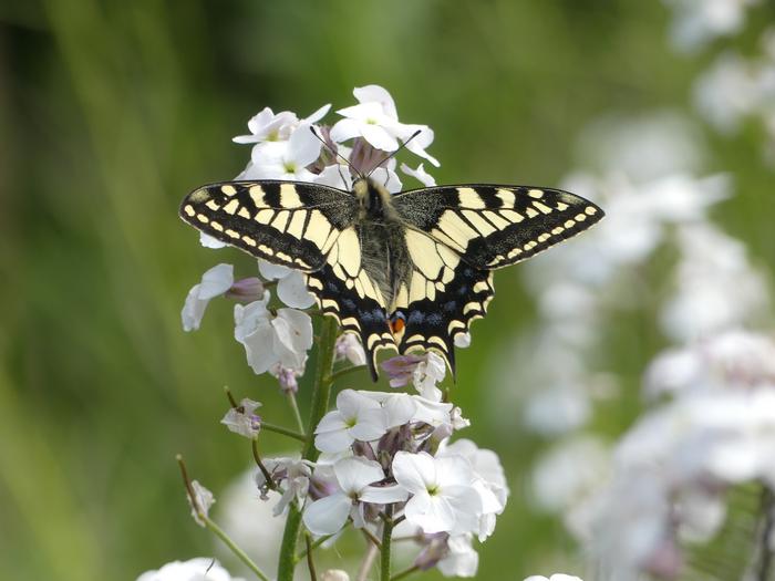 British Swallowtail butterfly (Papilio machaon britannicus)