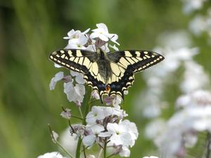British Swallowtail butterfly (Papilio machaon britannicus)