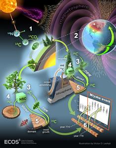 Artist’s representation of how 14C produced by cosmic rays is recorded in tree ring cellulose
