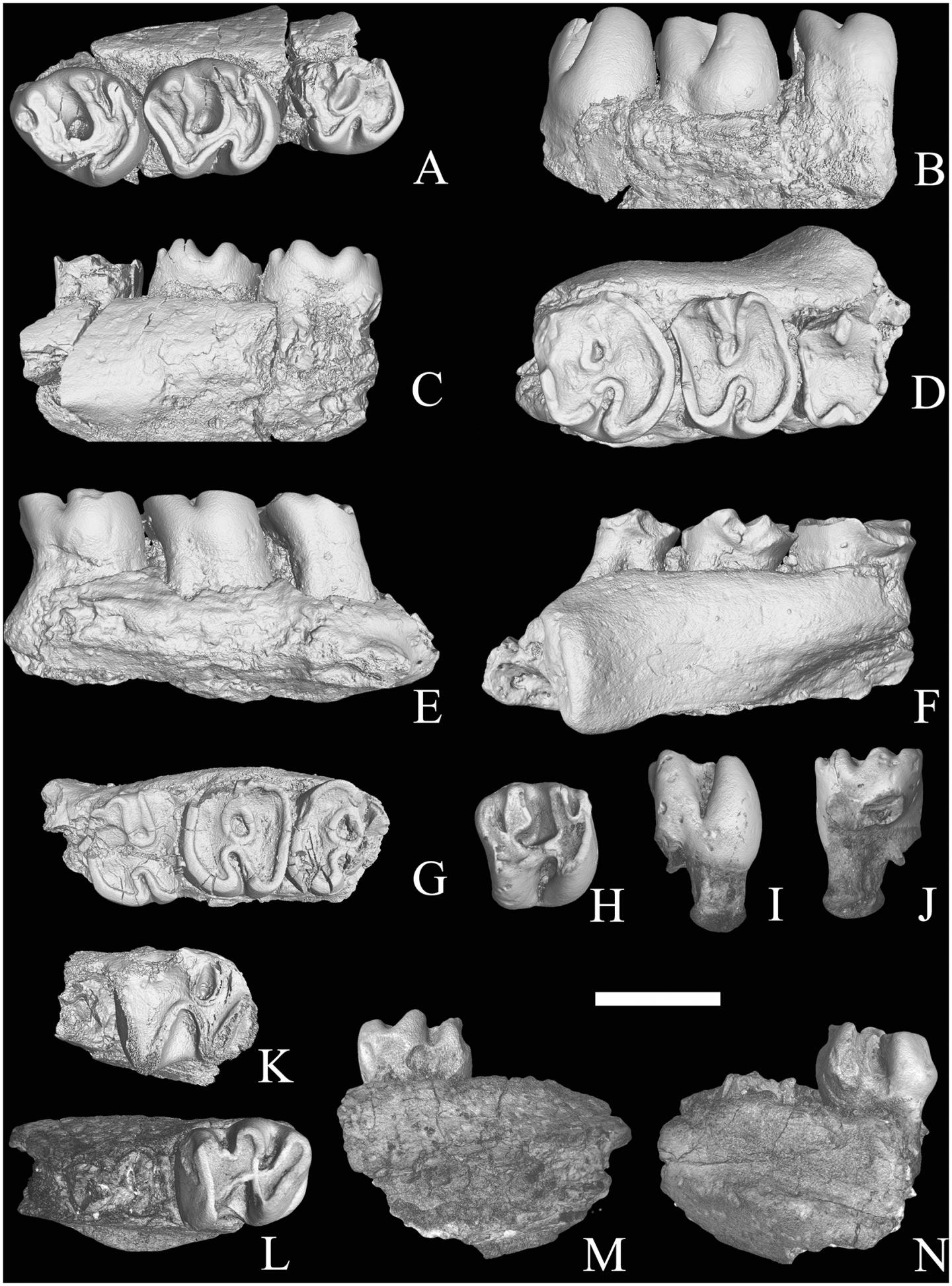 Fossil Teeth