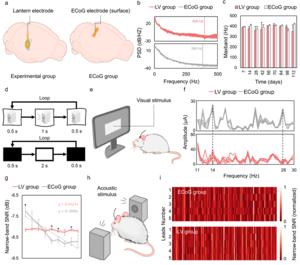 Ventricular Brain–Computer Interface Maintains Stable Neural Signals Over Months