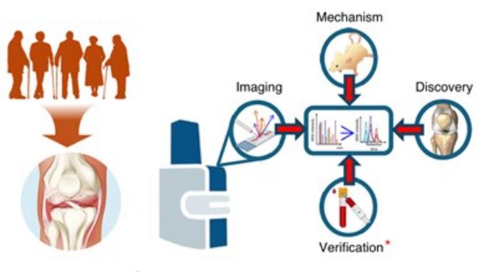 Spatial molecular mapping reveals early bone signatures of osteoarthritis (OA)
