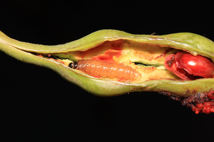 Caterpillar