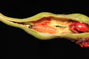 Caterpillar