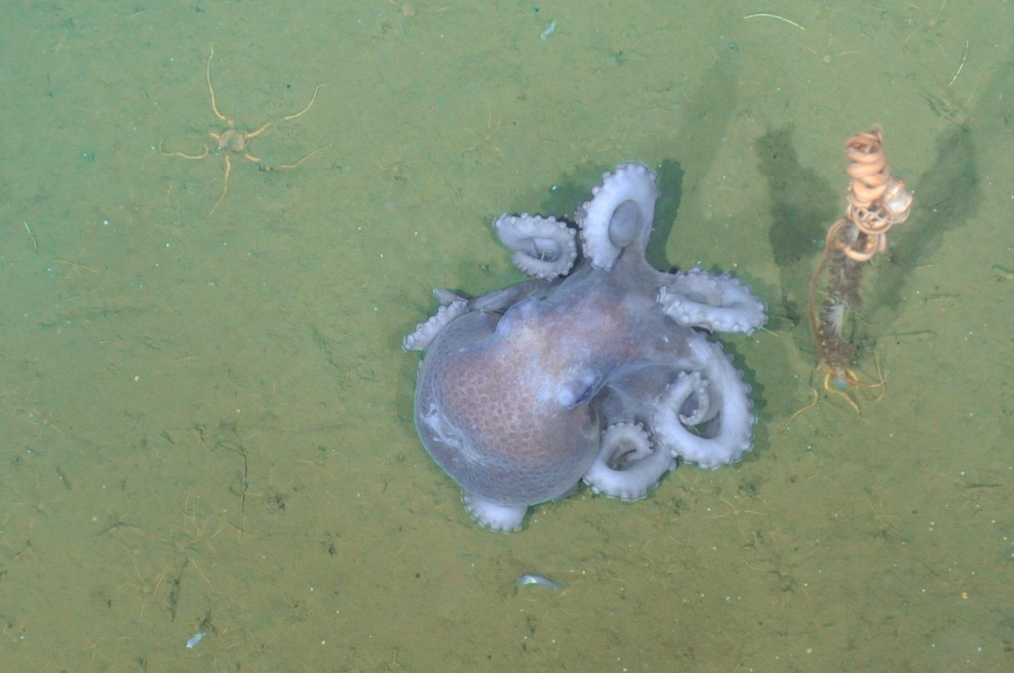 Smooth-Skinned Octopus