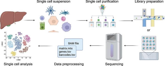 Workflow of single-cell RNA sequencing experiments