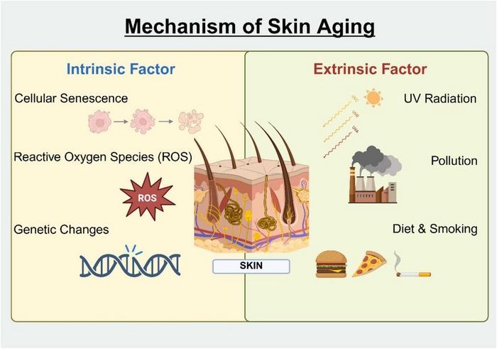 Fig. 1. Factors Involved in the Mechanism of Aging.
