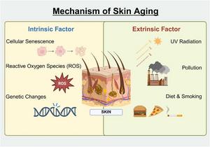 Fig. 1. Factors Involved in the Mechanism of Aging.