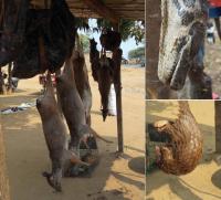 Wild Animals and Smoked Bushmeat on Sale