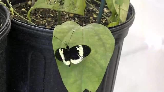 Marcus Kronforst on Butterfly Genetics