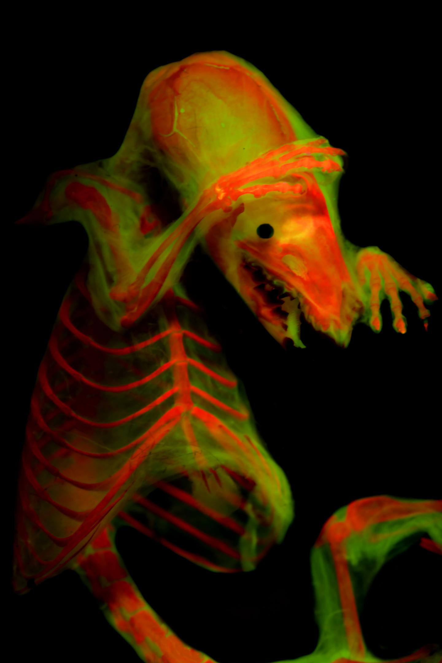 Shrew Morphology