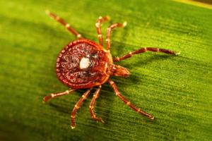 Red meat allergy' caused by tick bites might be increasing in association with fragmented habitats