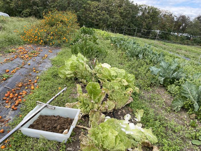 A vegetable garden with various crops, including lettuce and kale, alongside scattered tomatoes on a plastic tarp. A bin filled with soil and a garden tool are in the foreground.
